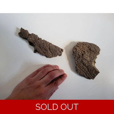 Large Triceratops Horn Bone Partials